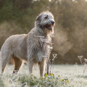 Irish Wolfhound