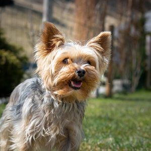 Yorkshire Terrier