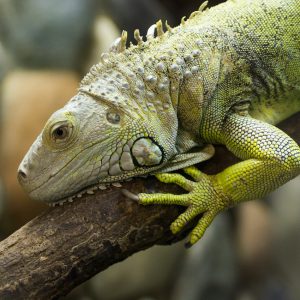 Green Iguana