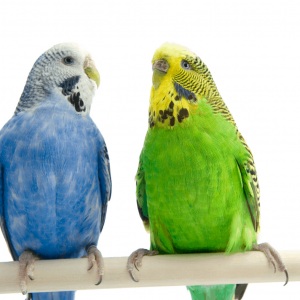 Budgerigar