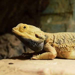 Bearded Dragon