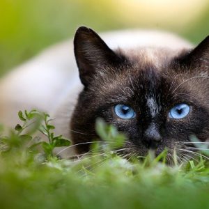 Siamese Cat