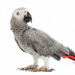 African Grey